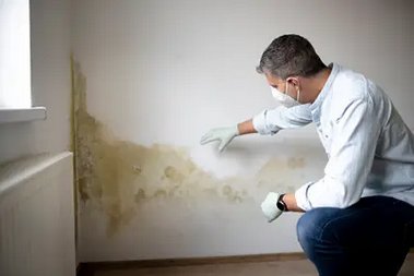 Quick Clyde Hill mold removal in WA near 98004