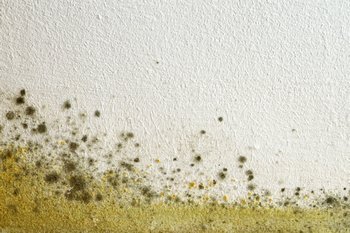 Committed Sumner mold removal company in WA near 98390