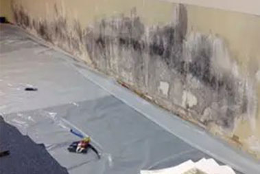 Effective Duvall mold removal in WA near 98019