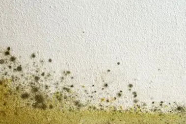 Customized Duvall mold restoration services in WA near 98019