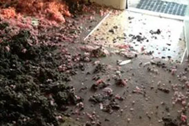 Specialized Clyde Hill mold treatment in WA near 98004