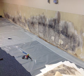Mold-Removal-Parkland-WA