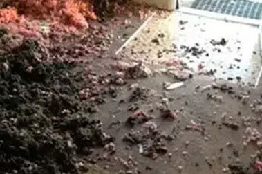 Bothell mold remediation experts in WA near 98011
