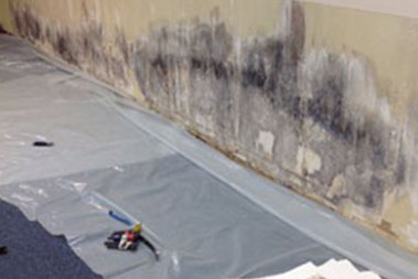 Professional Bothell mold removal in WA near 98011