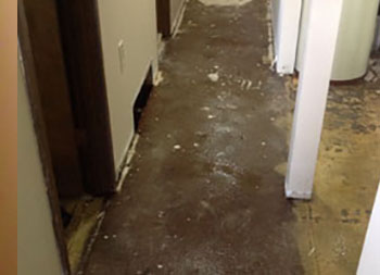 Shoreline water damage restoration experts in WA near 98133
